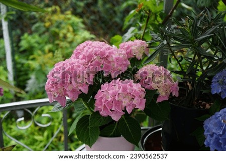 Hydrangea macrophylla blooms with pink flowers in the garden in August. Hydrangea macrophylla is a species of flowering plant in the family Hydrangeaceae. Berlin, Germany Royalty-Free Stock Photo #2390562537