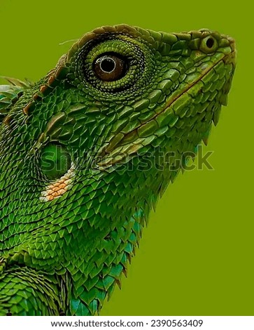 green lizard head in photo from close range, chameleon head from close range
