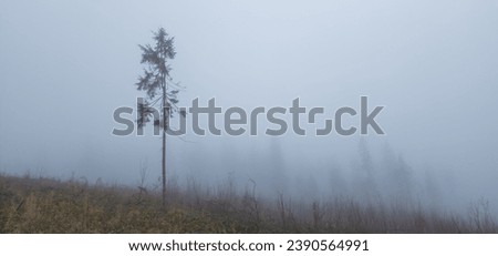 A lone conifer stands amid the aftermath of illegal logging, a poignant symbol of the melancholy of late autumn. A feeling of sadness permeates the scene, evidence of man's mindless influence