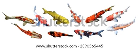 Fancy koi carp fishes such as red white Kohaku, solid white red Kojaku, red-white with black spot carp Taisho Sanshoku, Aka bekko, yellow Yamabuki ogon koi. Panorama, white background, clipping path.