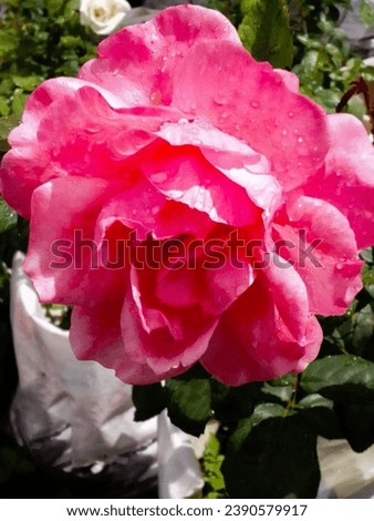 Exif_JPEG_420 pink rose flower in the nursery 