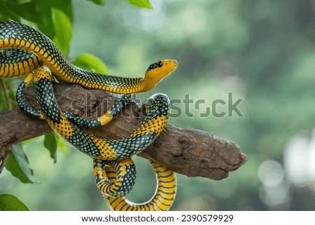 rainbow tree snake, Royal tree snake, gonyosoma margaritatum native to borneo indonesia close up shot with natural bokeh background