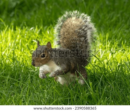  squirrel  ring round the back garden