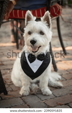 White terrier dog smiling wearing a black and white tuxedo standing on a brick porch Royalty-Free Stock Photo #2390591835