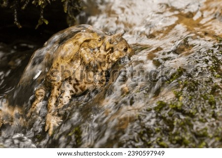 Common toad in amplexus climbing up small waterfall showing water flowing over them 