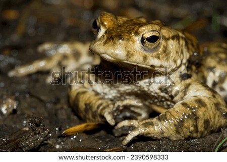 Common toad male with crossed arms resting on muddy path 