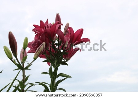 Lilium Tiny Pearl. A pink lily. 
