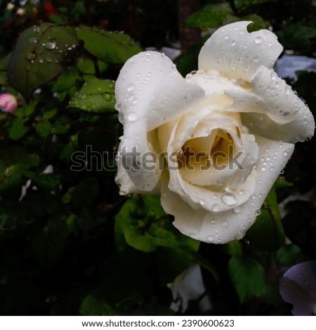 Exif_JPEG_420 beautiful white rose flower 