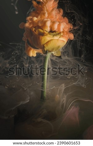 An Orange Flower Simmers In Smoke