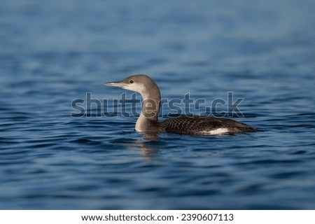 Black-throated loon in the water, Gavia arctica Royalty-Free Stock Photo #2390607113