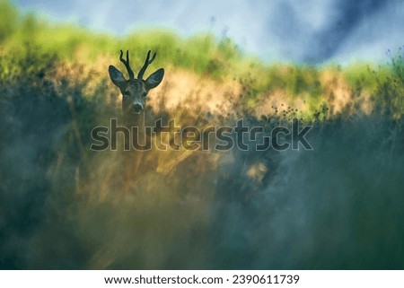 European roe deer (Capreolus capreolus)                      Royalty-Free Stock Photo #2390611739