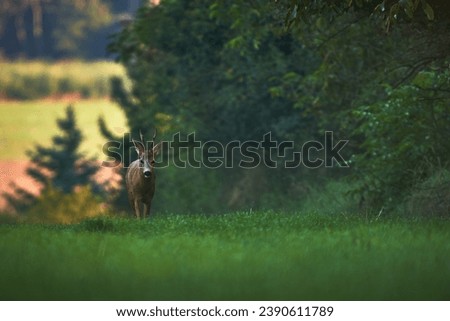 European roe deer (Capreolus capreolus)                      Royalty-Free Stock Photo #2390611789
