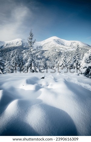 Snowy landscape and white spruces trees on a frosty sunny day. Location place Carpathian ski resort, Ukraine, Europe. Exotic wallpapers. Photo of Happy New Year concept. Discover the beauty of earth.