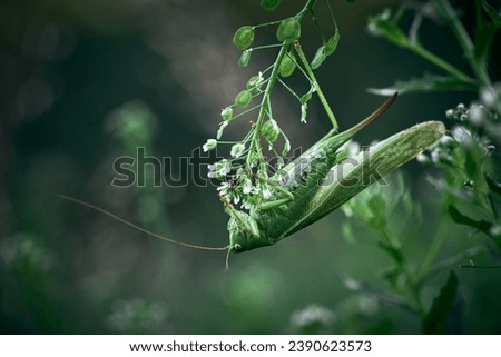 Tettigonia viridissima - great green bush-cricket            