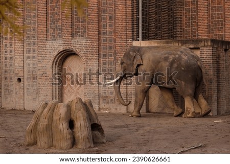 an elephant in the zoo in Leipzig, Germany