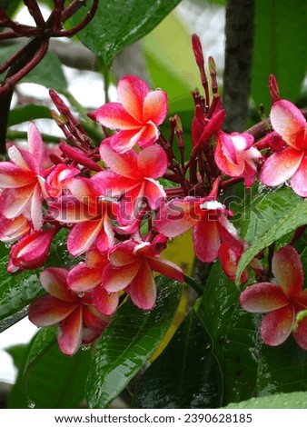 Plumeria flowers, also called frangipani, a genus of flowering plant in the Apocynaceae family