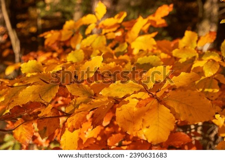 Autumn picture of golden leaves on the beech branch taken in sunny afternoon. Fagus sylvatica, the European beech or common beech is a largetree in the beech family, most abundant  hardwood in Germany