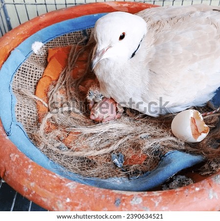 A dove with new baby born in a nest. Newly born are yet develop to stand on their own. Royalty-Free Stock Photo #2390634521