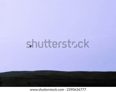 A picture of a bird in blue sky at summer 