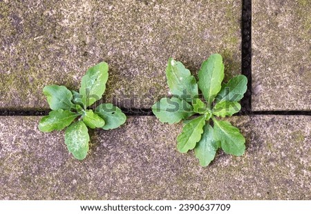 Patio weeds between paving slabs in close-up
