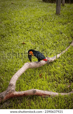 Toucan meditating on life - Belem, Brazil
