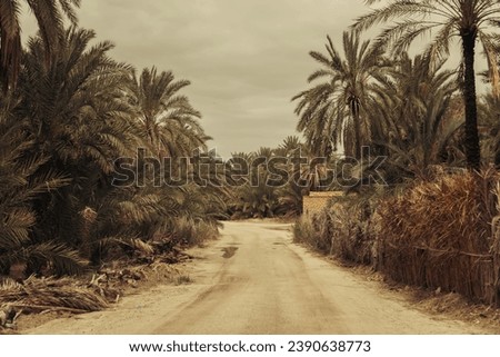 The dusty rural road through the palm tree farm plantation in Africa (Maghrib) during the hot day in Tunisia. Royalty-Free Stock Photo #2390638773