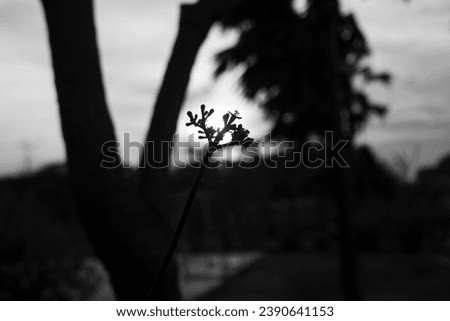 black and white silhouette of a small chaya tree flower as the sun is setting