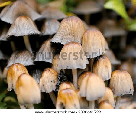 Close-up picture of mushroom in garden with shallow depth of field