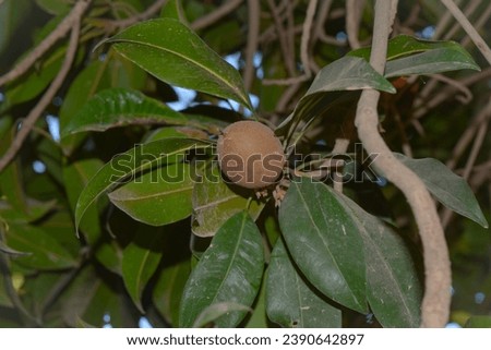 Sapodilla fruit for healthy. Sapodilla fruit come from America.This fruit for prevent cancer,constipation and dehydration.. sapodilla fruit on the sapodilla tree plant on summer.With selective Focus.