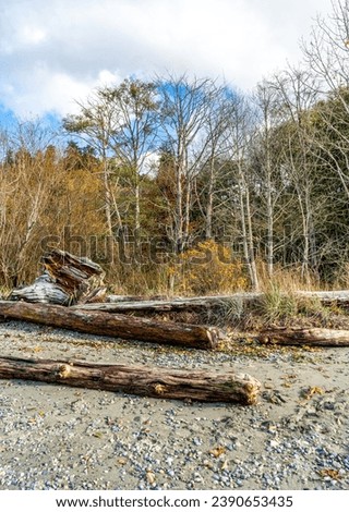 In late fall trees line the shore at Seahurst Beach Park in Burien, Washington.