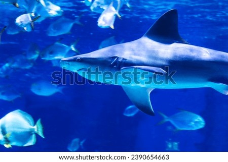 Shark in the water. Aquatic creature. Water world. Sea, ocean, lake and river fauna. Zoo and zoology. Nature and animal photography. Royalty-Free Stock Photo #2390654663