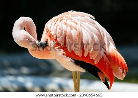Greater flamingo. Bird and birds. Water world and fauna. Wildlife and zoology. Nature and animal photography. Royalty-Free Stock Photo #2390654665