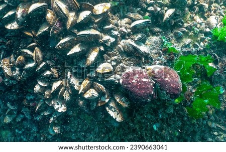 Marine invasive species Veined whelk (Rapana venosa), the mollusk slowly climbs out of the cow and turns it over. Black Sea Royalty-Free Stock Photo #2390663041