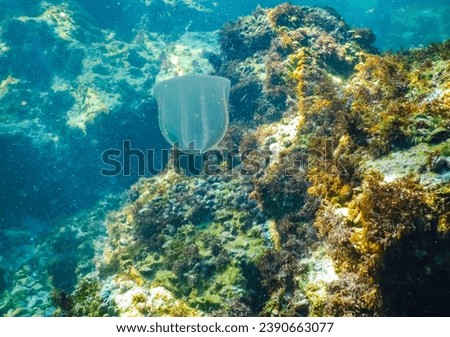 Ctenophores, predatory comb jellyfish invader to the Black Sea, jellyfish Beroe ovate, devouring Mnemiopsis leidy Royalty-Free Stock Photo #2390663077