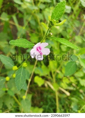 Urena lobata wild weed flower, commonly known as Caesarweed or Congo jute, is a tender perennial, variable, erect, ascendant shrub or subshrub