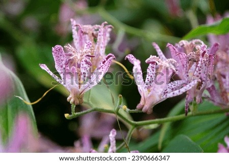 Purple and white speckled Tricyrtis hirta, the Japanese toad lily or hairy toad lily in flower. 