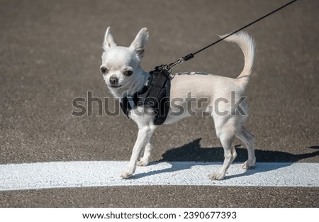 Portrait of a dog "CHIHUAHUA" of milky white color, on a walk in the park