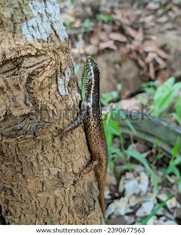 The green tree lizard ( Dasia olivacea ) is a type of lizard that lives in trees. it is found in Borneo forest, Indonesia. The name of this lizard in English is Olive Dasia or Olive Tree skink