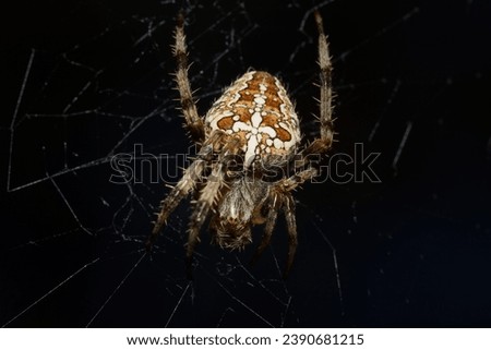 Macro of spider Araneus diadematus waiting for its prey, Alcoi, Spain