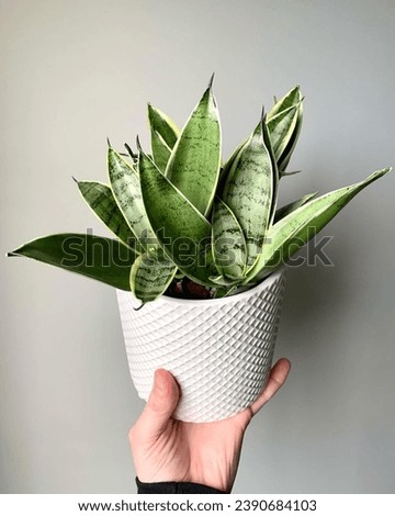 Night Owl Snake Plant has rich, shiny, dark green spear-shaped foliage that is surrounded by creamy whitish-yellow variegation. This hybrid Bird's Nest form of Snake Plant is small and compact