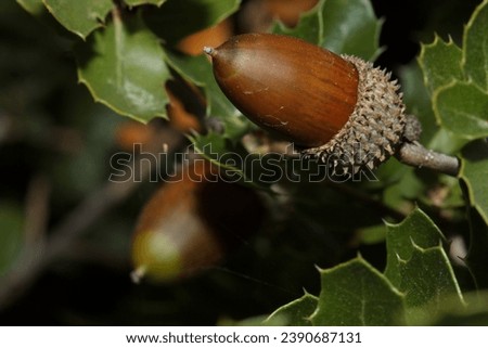 Acorns from the Quercus coccifera bush, typical of the Mediterranean forest. Spain