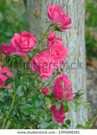 macro photo with a decorative floral background of pink flower petals on the branches of a bush rose for landscape design and landscaping as a source for prints, posters, decor, interiors, decoration