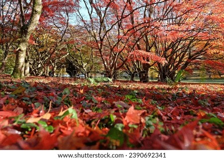 Red and yellow leaves fallen on the ground from Acer palmatum, or Japanese maple tree during its autumn display. 