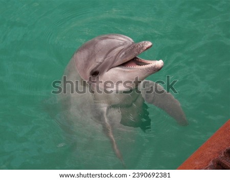 macro photo with a decorative natural background of a dolphin in the water of the Black Sea in a natural habitat for design as a source for prints, posters, wallpaper, decor, interiors, advertising