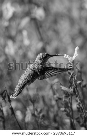 Black and White Photo Photograph of Hummingbird Flying in Flight Feeding on Flower Nectar Pollinating Pollinator Pollen in Garden 