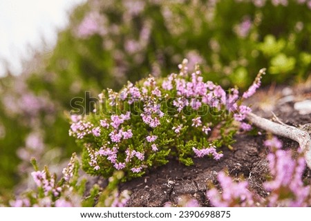 Close up picture of beautiful blooming heather flower with pink or violet blossom on salty and windy meadow just on the seashore on sea coast in Norway. Picture is taken during cloudy summer morning.