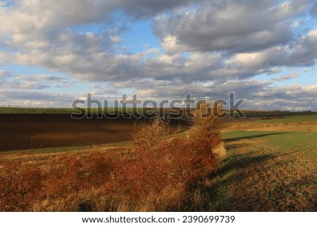 A field with trees and clouds