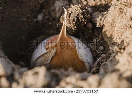 Manual technology for planting garlic close-up. The girl plants. Royalty-Free Stock Photo #2390701169