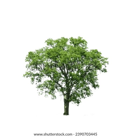 tree for  white background  Green colour tree 