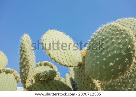 spiny cactuses and blue sky Royalty-Free Stock Photo #2390712385